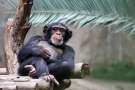 Chimpanzee,relaxing,on,a,branch
