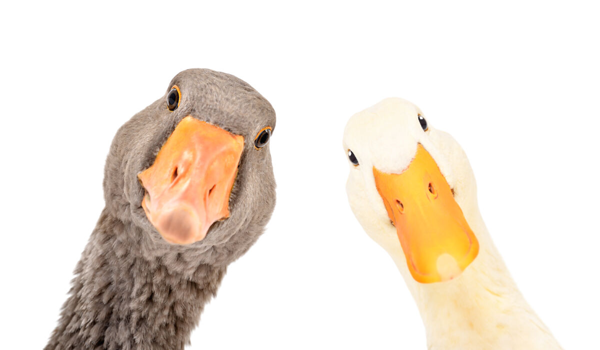 A duck is a duck the establishments word games for mrna injections
