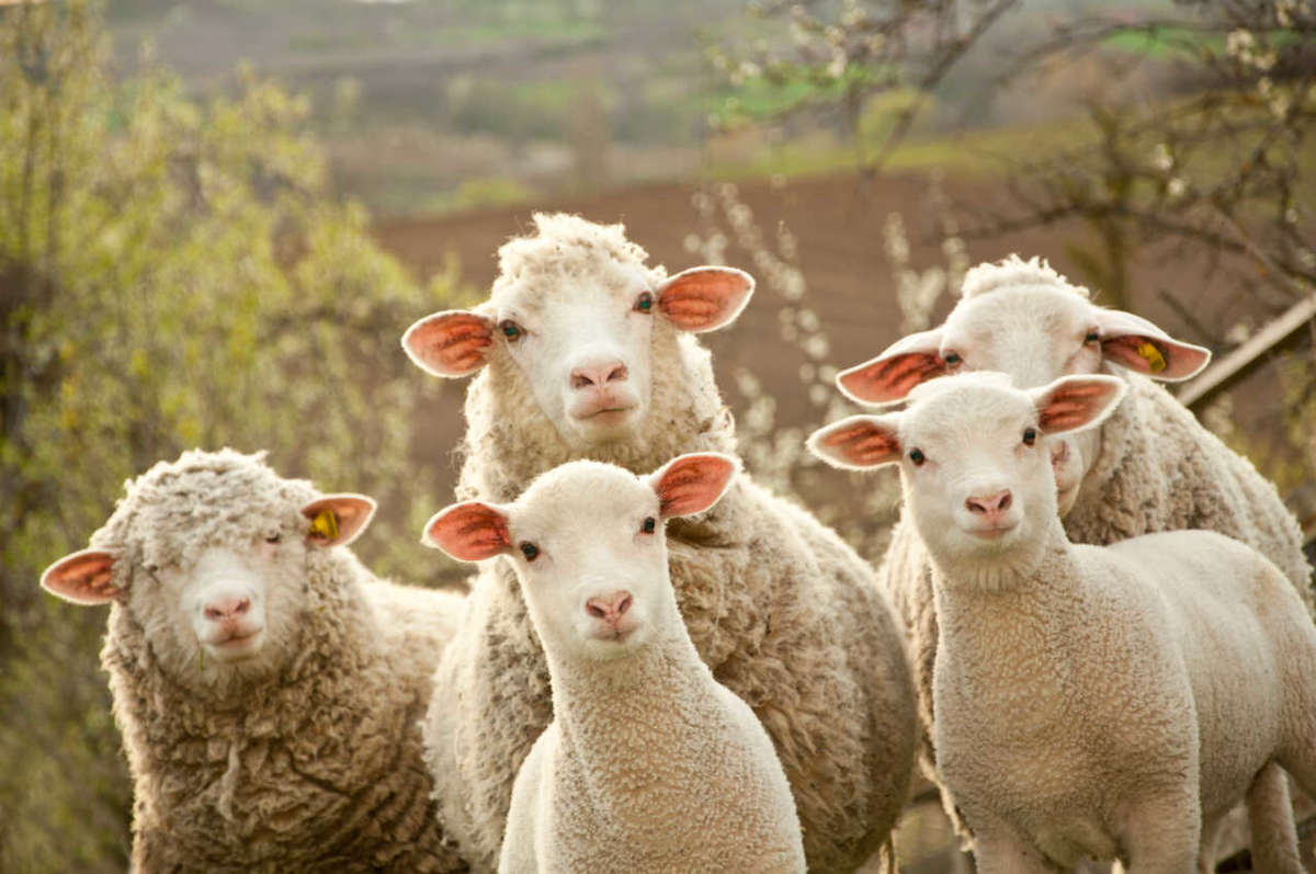 Sheep,within,a,mob,turn,to,check,out,the,photographer