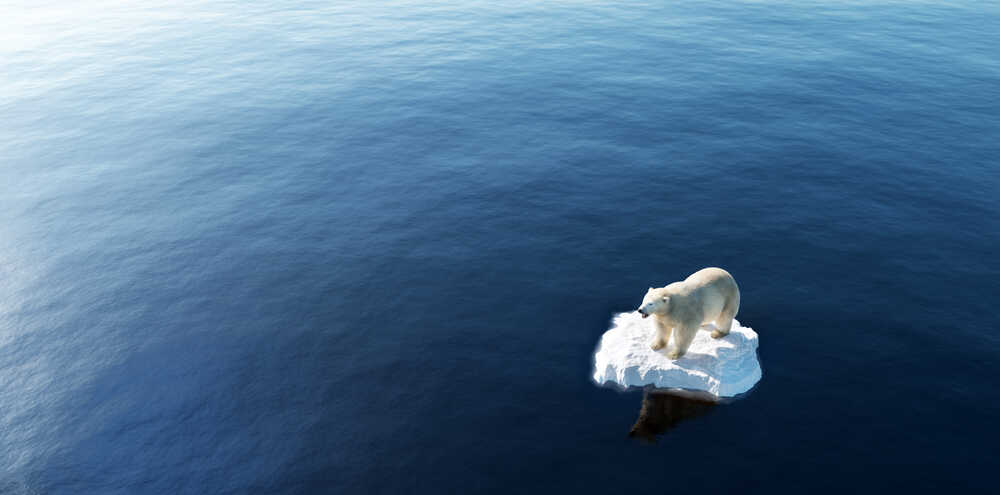 Polar,bear,on,ice,floe.,melting,iceberg,and,global,warming.
